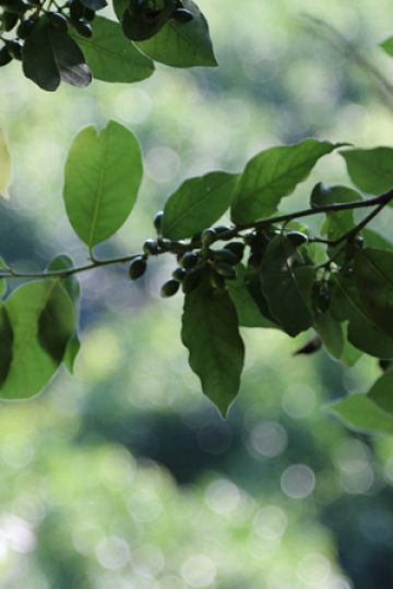 Gynura Hills atmosphere