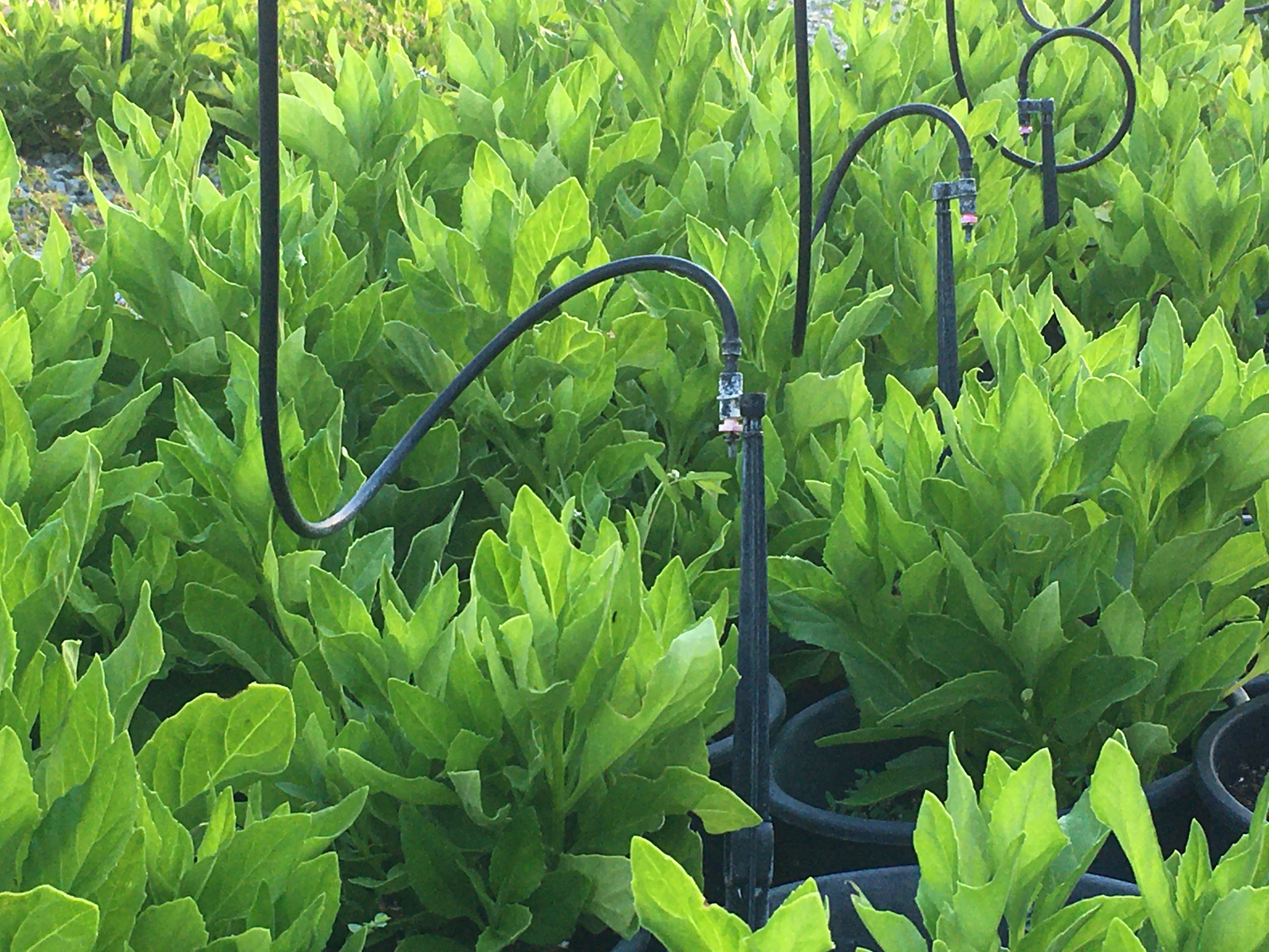 Gynura plantation detail