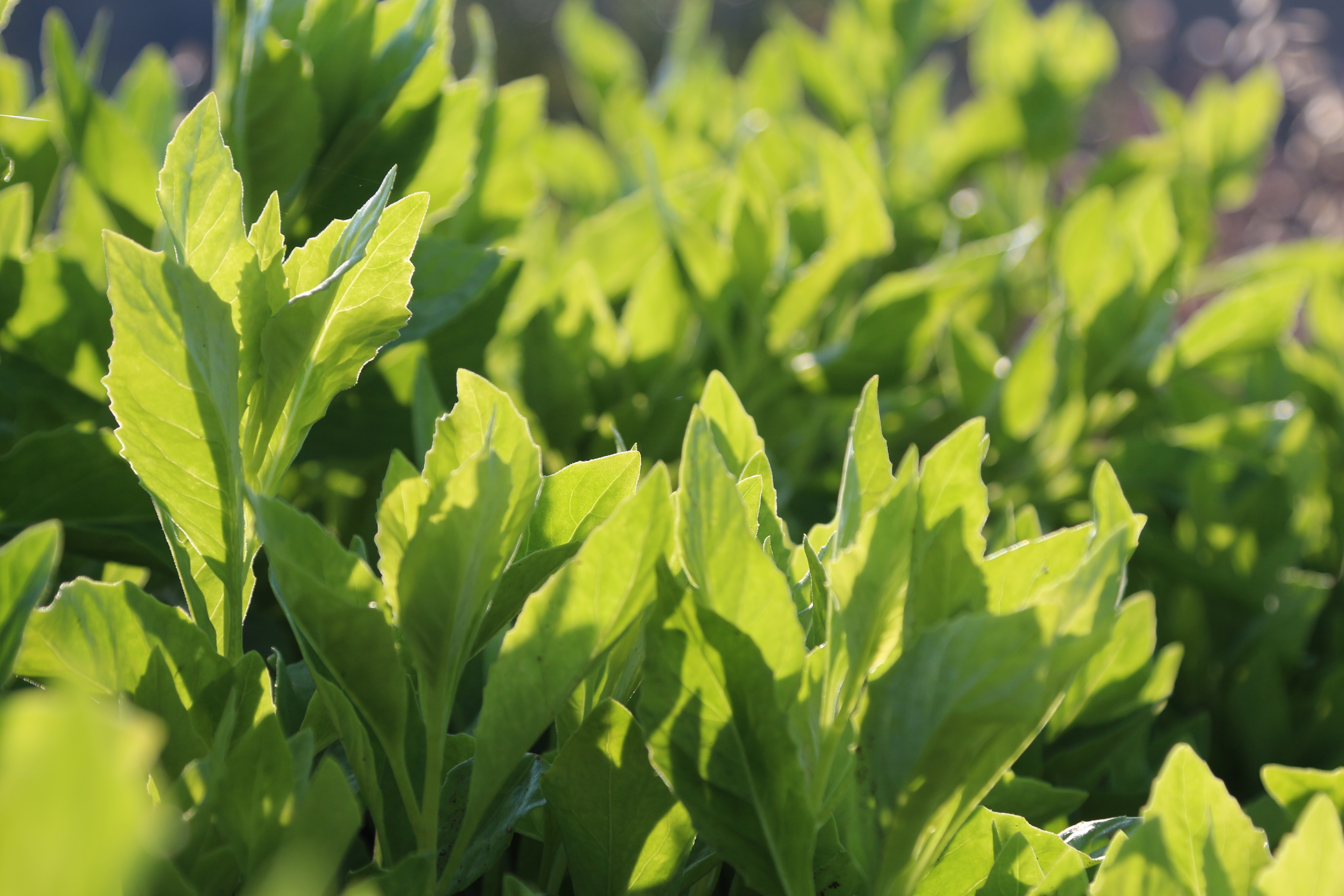 Gynura procumbens plantation, Cyprus