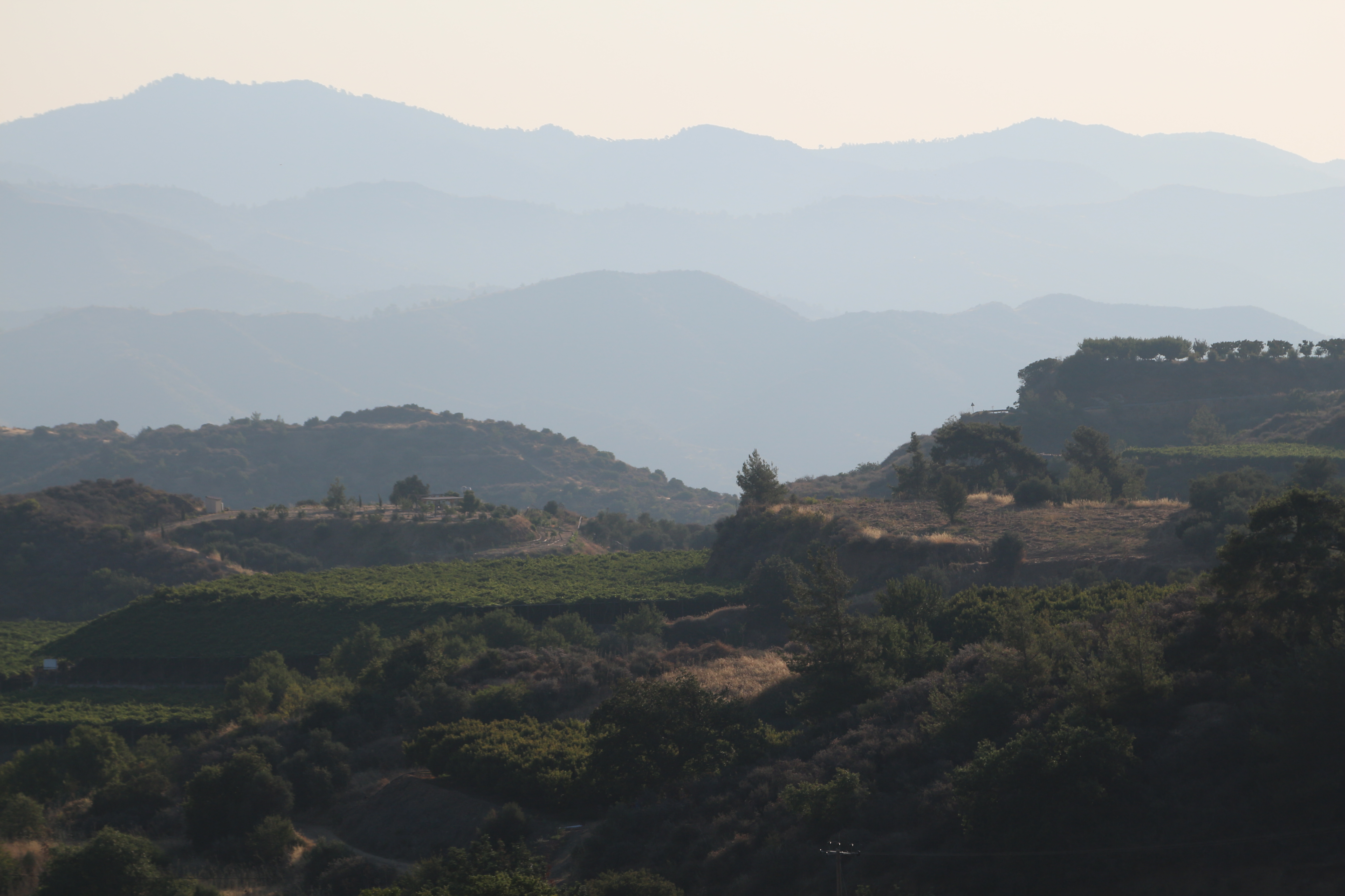 Gynura plant in cultivation