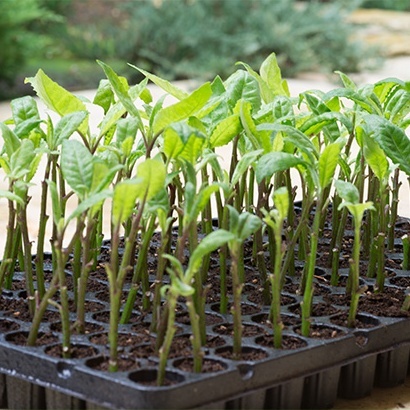 Gynura Procumbens Plant