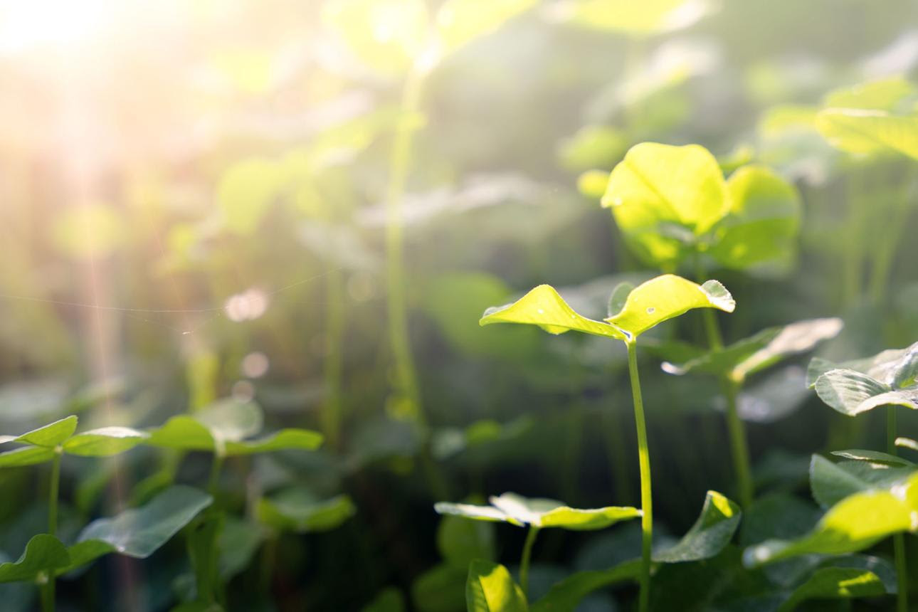 Gynura procumbens — the plant