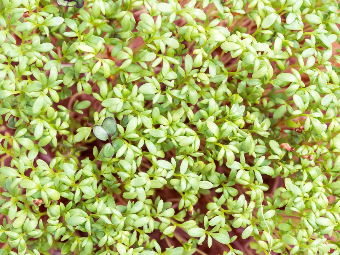 Gynura fine dining composition